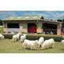 1/32 Cattle Shed thumbnail